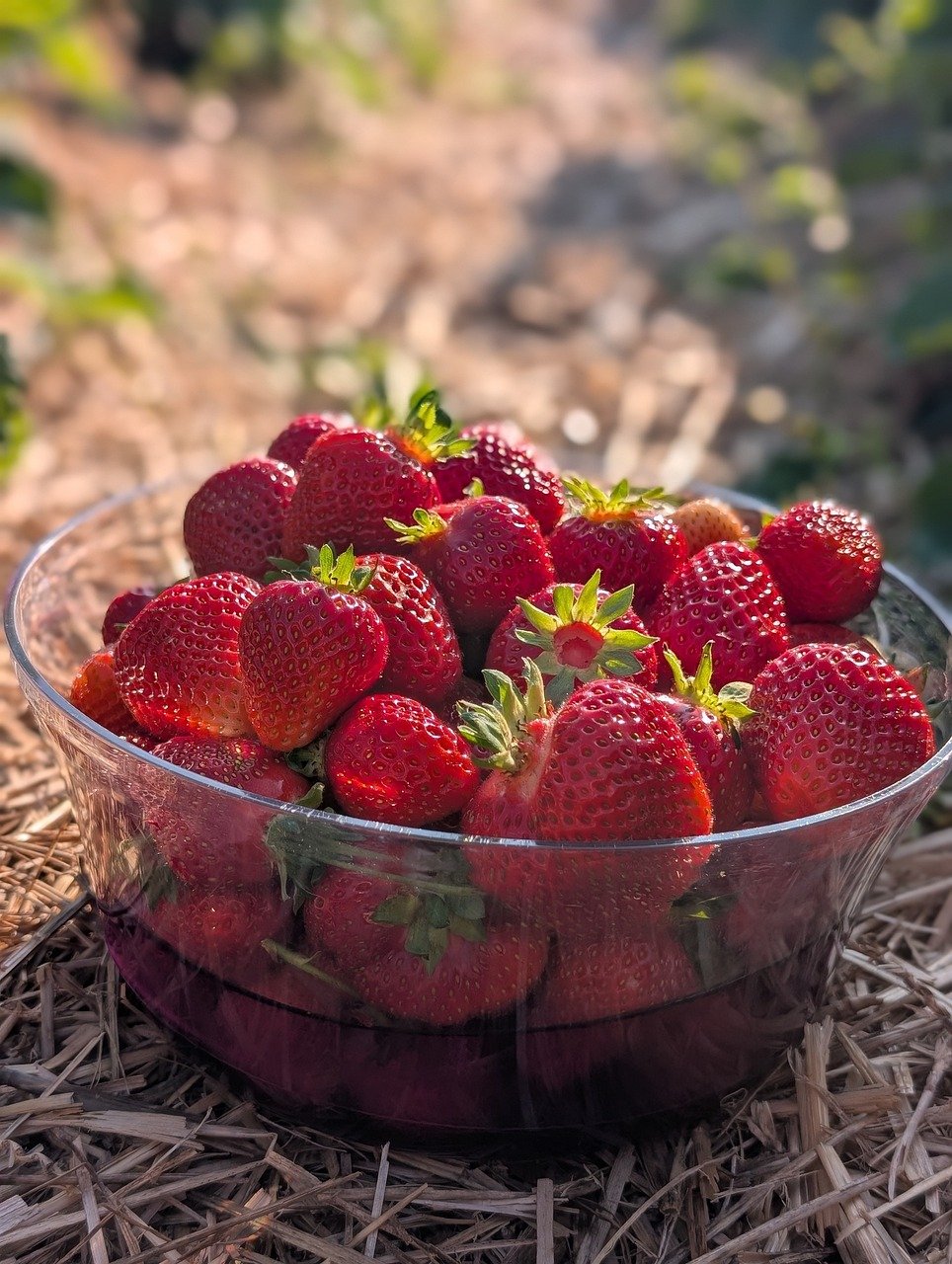 strawberry, food, fruit, nature, strawberries, healthy, red, fresh, vitamins