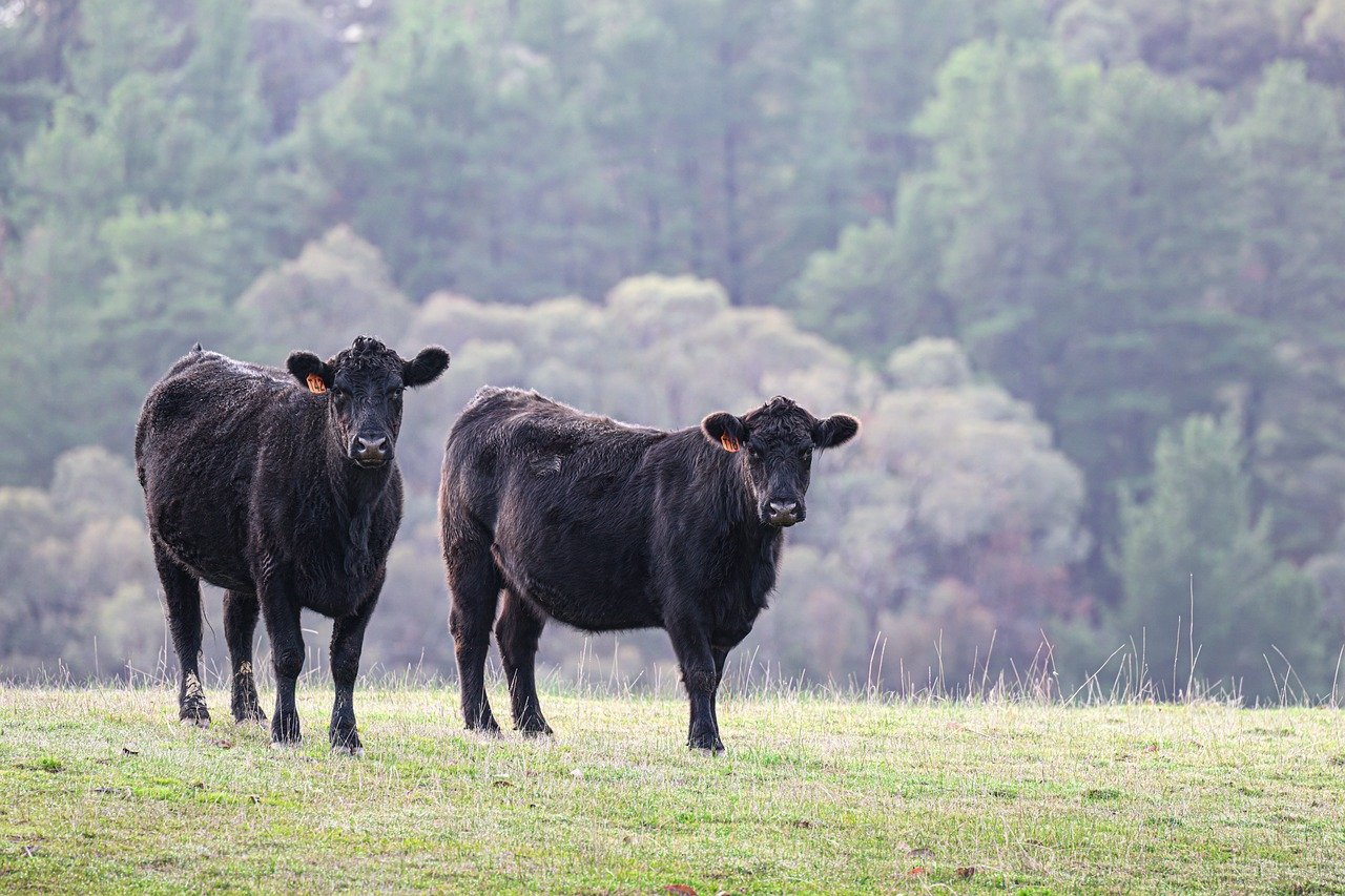 black angus, cow, cattle, angus, mammal, nature, animal, bovine, beef, livestock, farm, rural, agriculture, paddock, grass, countryside