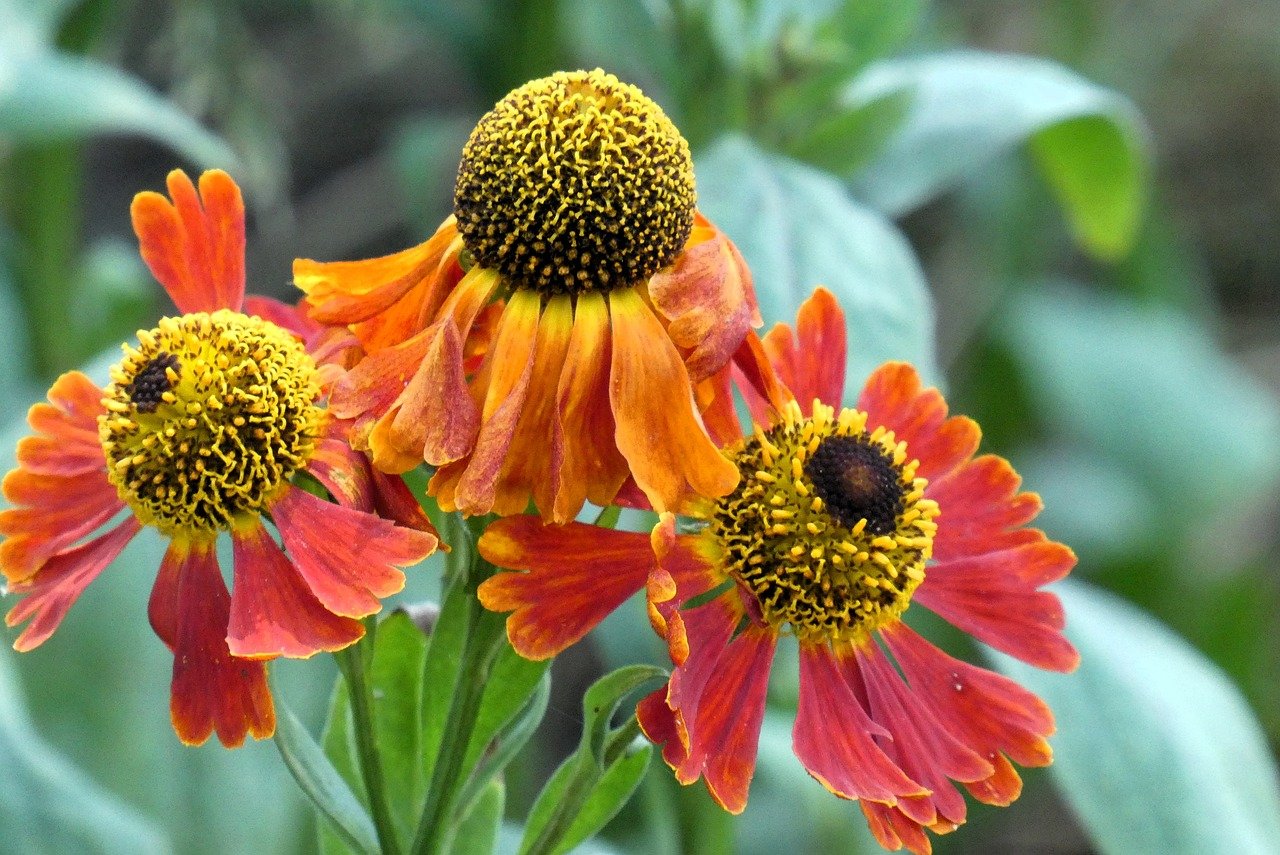 flowers, nature, garden, blossom, flora, petals, detail, echinacea, vegetable, botany, plants, summer, bloom