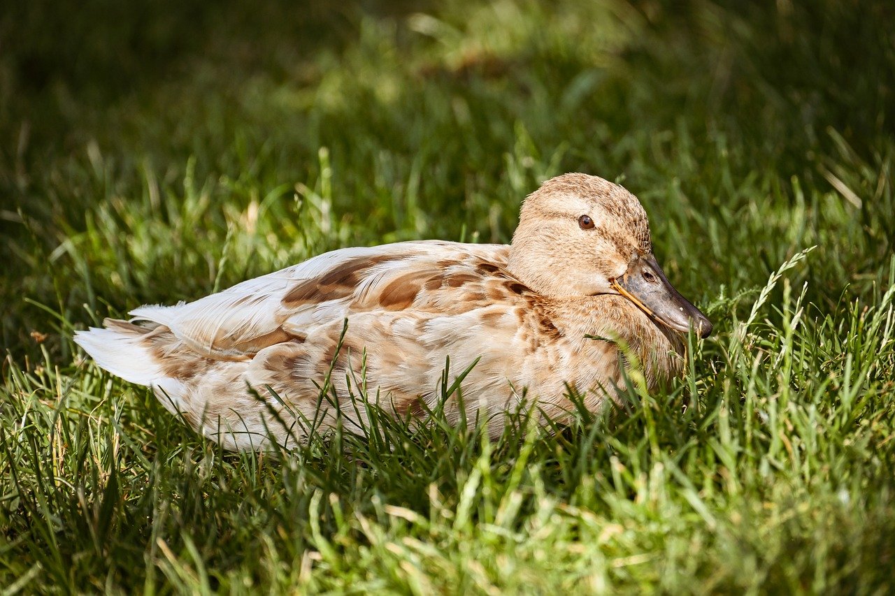 duck, mallard, nature, water bird, bird, animal, plumage, wildlife, ornithology, lake, close up, meadow