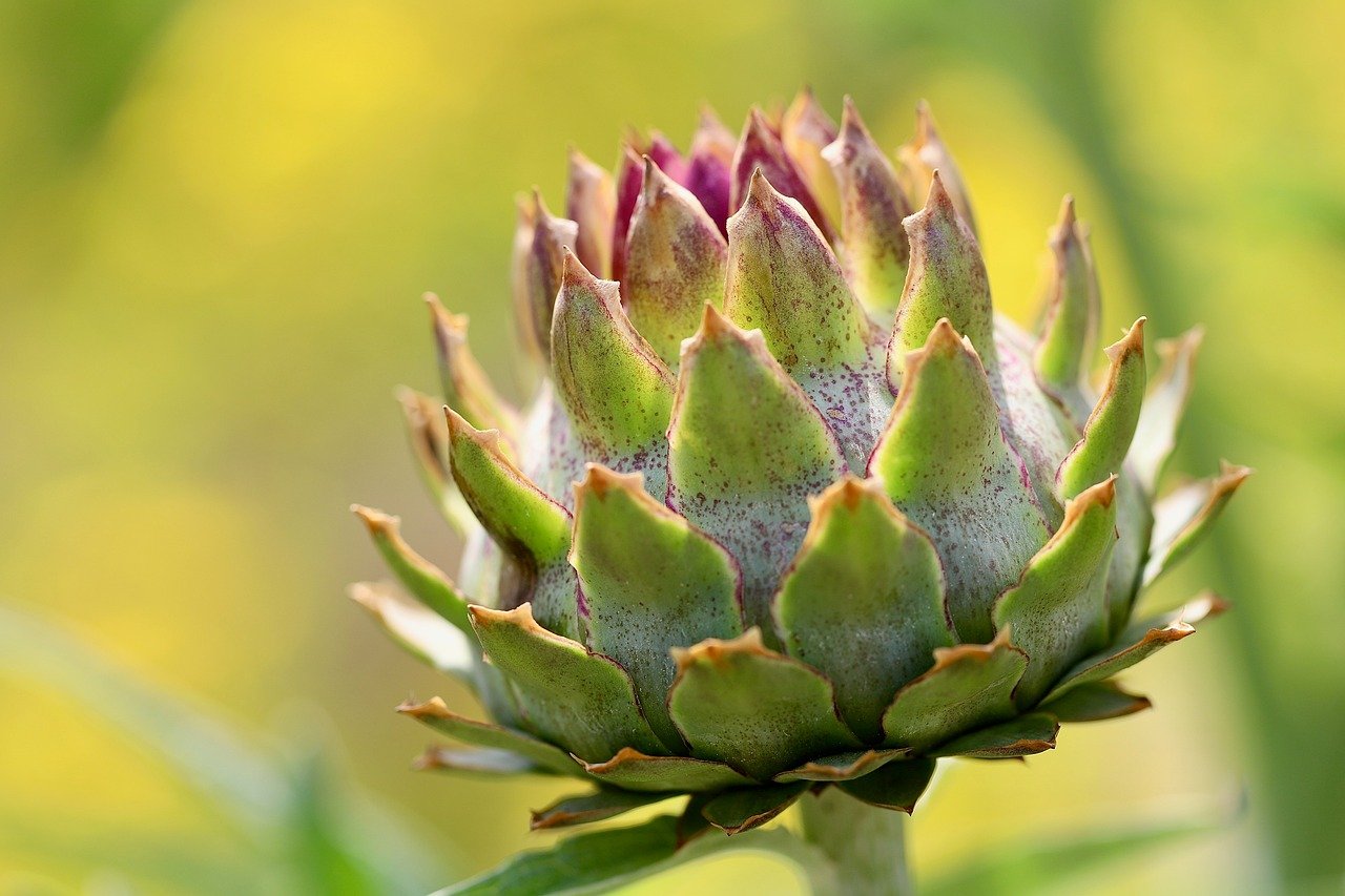 artichoke, artichoke leaves, laptop wallpaper, cool backgrounds, free background, free wallpaper, vegetables, edible, desktop backgrounds, windows wallpaper, 4k wallpaper, full hd wallpaper, bio, food, healthy, hd wallpaper, wallpaper hd, mac wallpaper, 4k wallpaper 1920x1080, wallpaper 4k, beautiful wallpaper, background