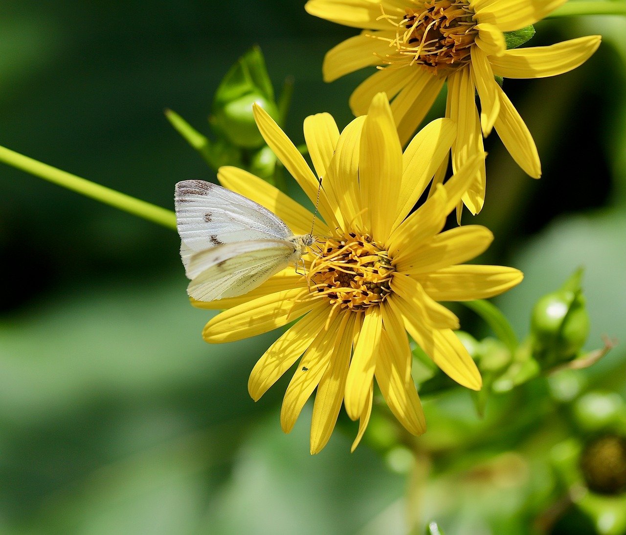 white, full hd wallpaper, desktop backgrounds, 4k wallpaper, windows wallpaper, butterfly, butterflies, free wallpaper, mixed silphie, insect, cool backgrounds, pollination, wallpaper hd, pollinate, beautiful wallpaper, laptop wallpaper, wallpaper 4k, free background, nectar, wing, yellow flower, stamens, 4k wallpaper 1920x1080, flower wallpaper, hd wallpaper, mac wallpaper, background