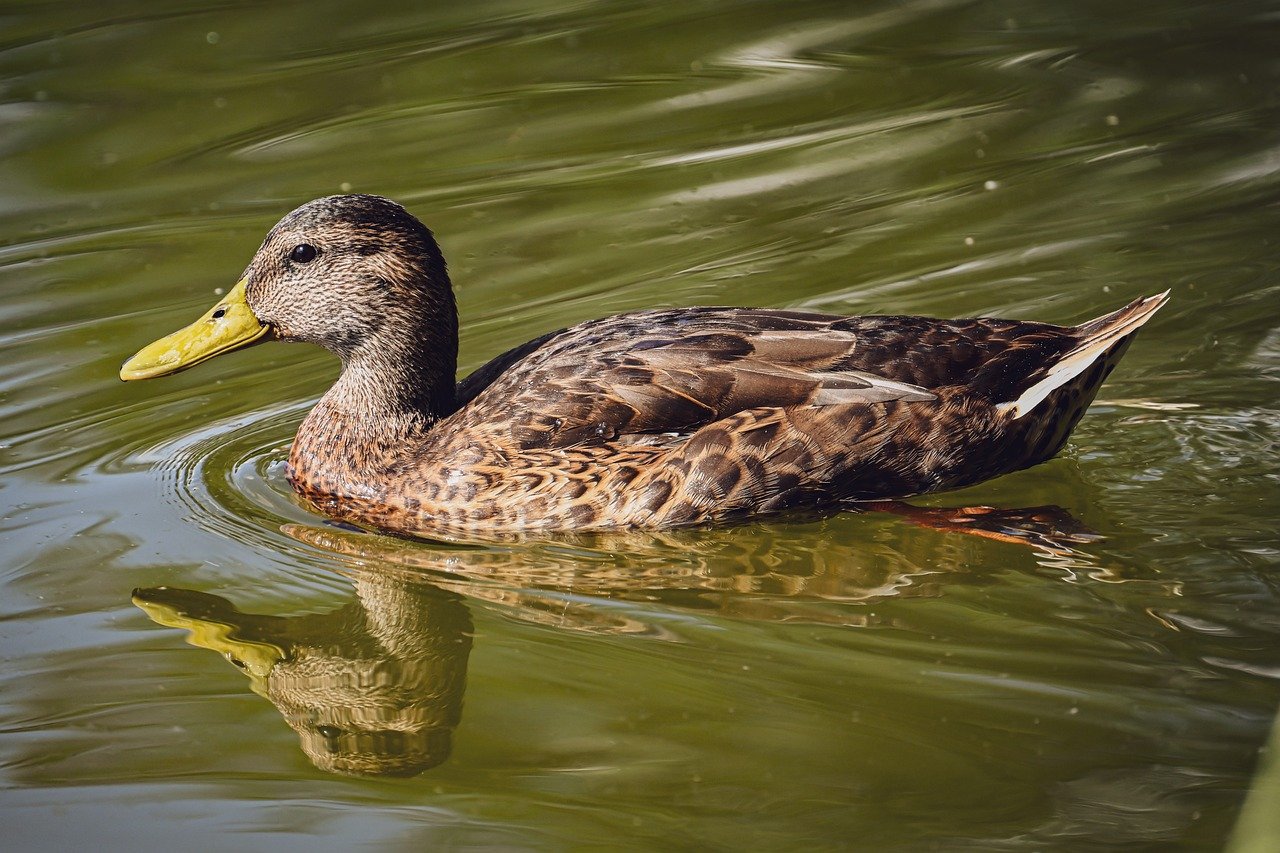 duck, mallard, nature, water bird, bird, animal, plumage, wildlife, ornithology, lake, close up, meadow