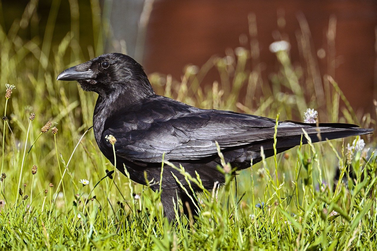 crow, nature, bird, animal, wildlife