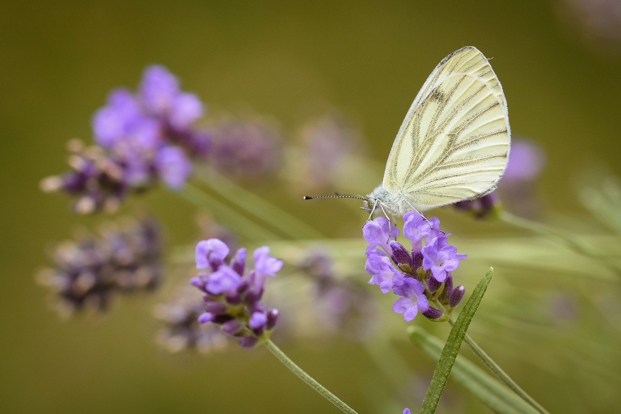 butterfly, insect, close up, summer, garden, wing, pollination, plant, lavender, entomology, animal, blooms, flower, pollinate, nature
