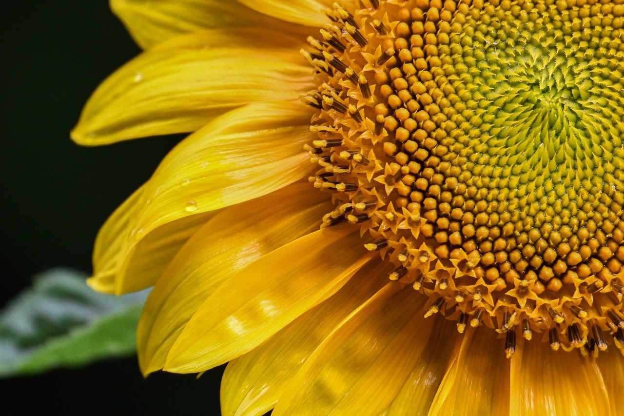 sunflower, nature, flower wallpaper, flora, flower, blossom, bloom, plant, flower background, beautiful flowers, petals, yellow, close up, pollen, garden, hd wallpaper, botany, summer, macro