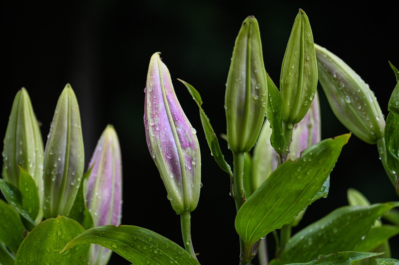 lilies, nature, flower, flower wallpaper, blossom, bloom, flora, garden, plant, close up, hd wallpaper, bud, botany