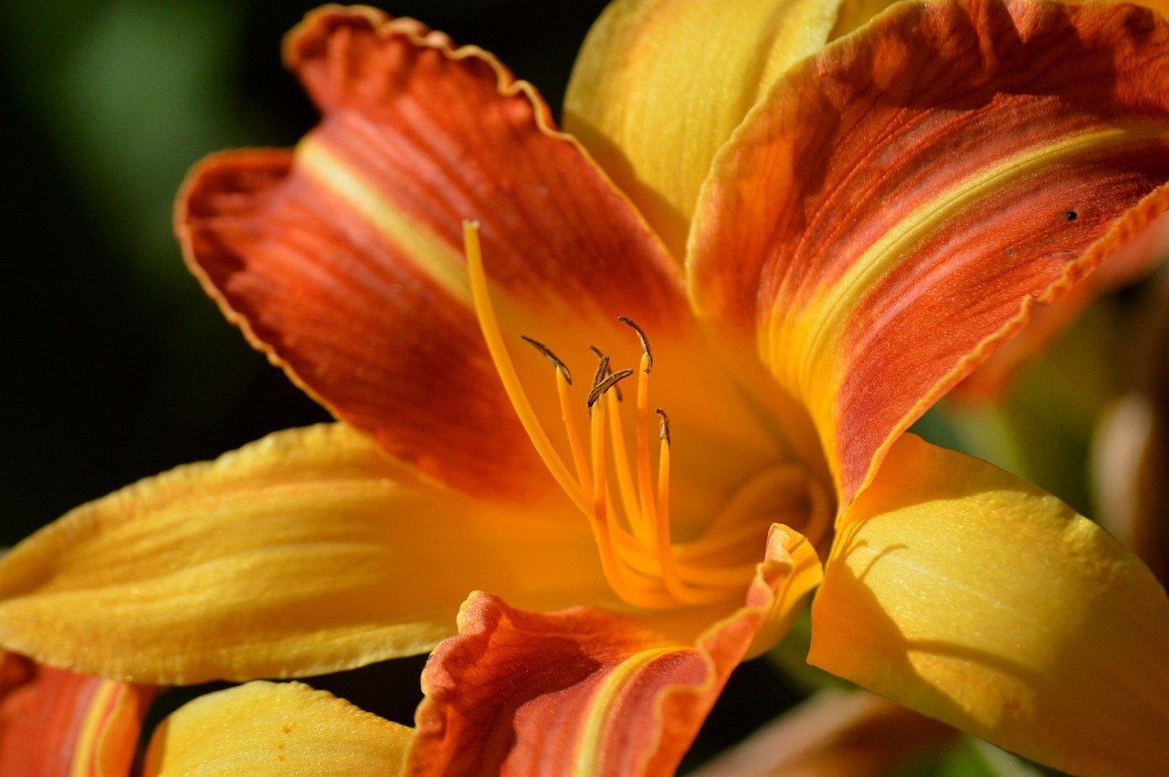 daylily, lily, flower, yellow daylily, yellow lily, yellow flower, hd wallpaper, nature, garden flower, beautiful flowers, hemerocallis, floral background, flower background, flower wallpaper, hd background, petals, botank, flora, lily flower, stamens