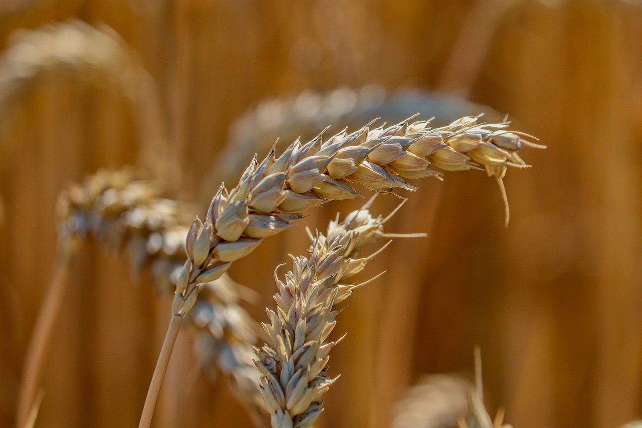 grain, ear, grain field, wheat, flour, wheat ear, agriculture, summer, food, cornfield, close-up