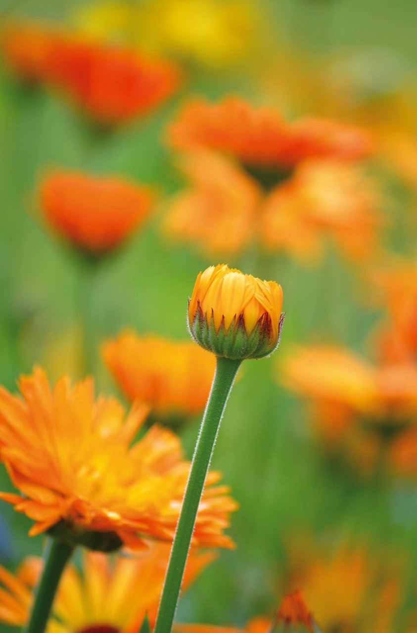 marigold, medicinal plant, garden marigold, orange blossom, flora, nature, phone wallpaper, summer, papaver, flower wallpaper, beautiful flowers, hd background, nature wallpaper, hd wallpaper, desktop backgrounds, laptop wallpaper, cool backgrounds, windows wallpaper, nature background, mac wallpaper, flower background, blossoms, flower
