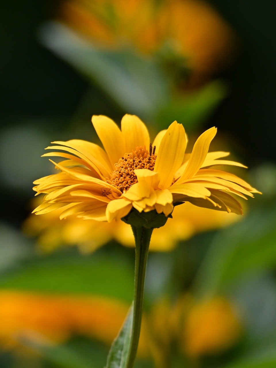 flower, yellow, nature, blossom, beautiful flowers, bloom, flower background, flora, petals, close up, flower wallpaper, plant