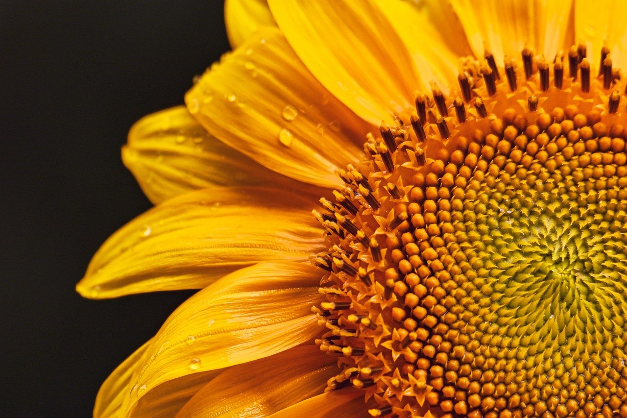 sunflower, nature, flower wallpaper, flora, flower, blossom, bloom, plant, petals, beautiful flowers, yellow, close up, pollen, flower background, garden, botany, summer, hd wallpaper, macro