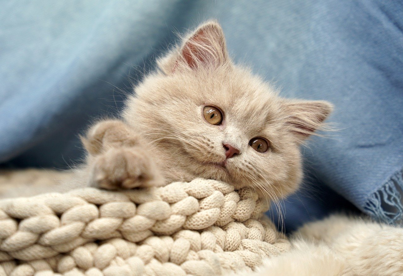 british shorthair, kitten, domestic animal, animal, cat, pet, wellness, british longhair, filomena, lilac