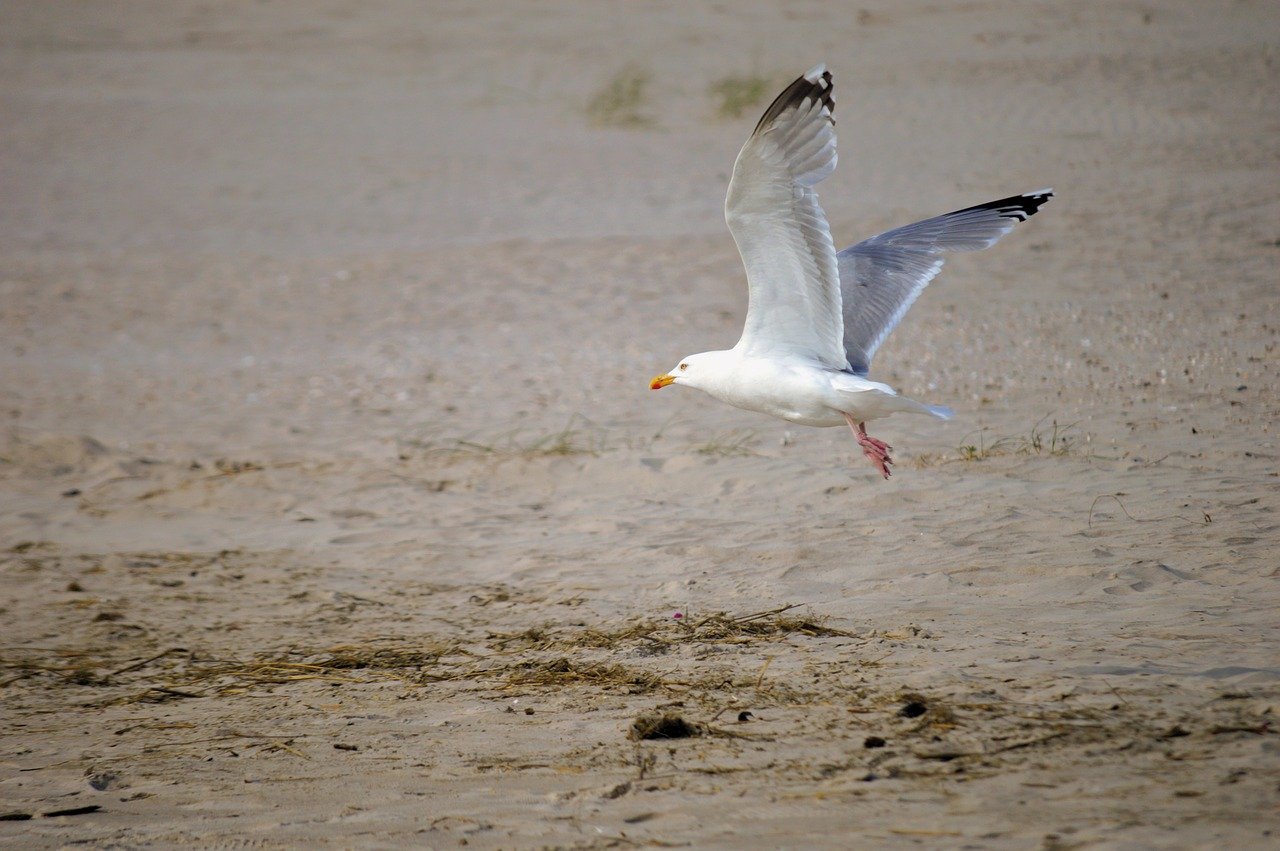 gull, bird, animal, sandy beach, north sea coast, beach, nature, flying, flight, ascending, plumage, wildlife, wing, sea bird, ornithology, bird watching, animal world, freedom maritime, summer, vacation, aquatic animals, coast, hd background, nature background