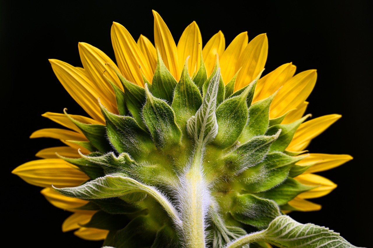 sunflower, back, nature, flower wallpaper, flower, flora, blossom, bloom, hd wallpaper, petals, plant, yellow, close up, botany