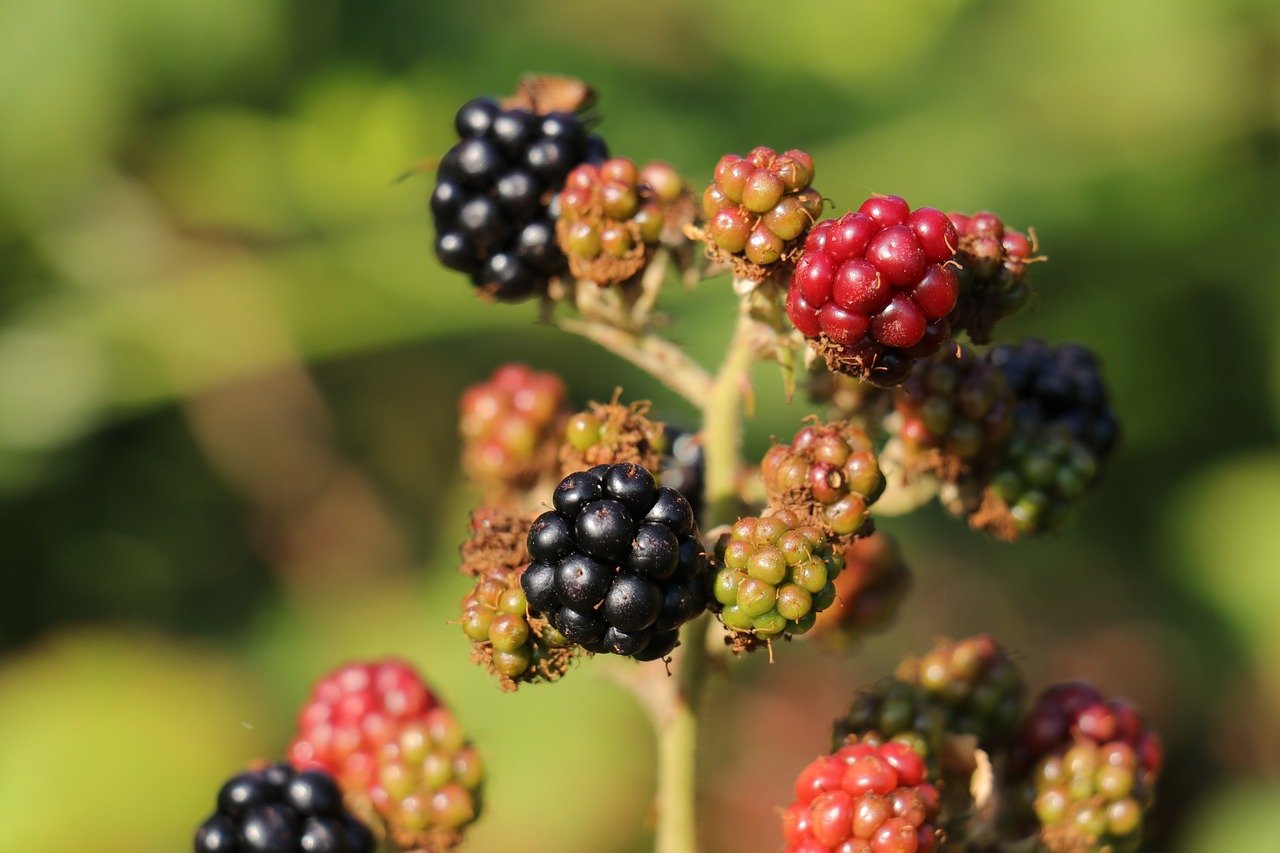 blueberry, food, fruit, healthy, nature, berry, sweet, dessert