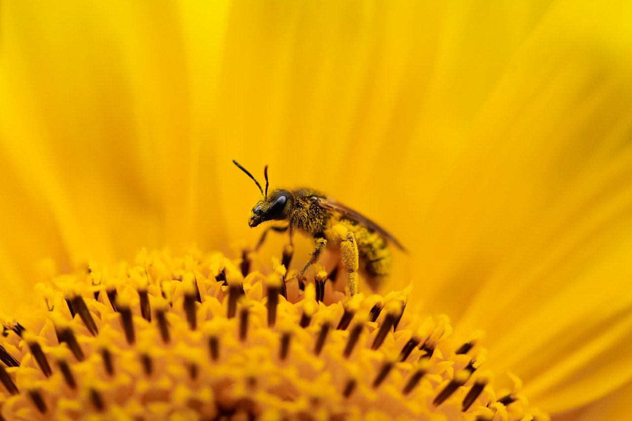 bee, beautiful flowers, insect, nature, macro, pollination, close up, honey bee, hd wallpaper, wing, entomology, world bee day, blossom, bloom, nectar, pollen, yellow, flower, flora, fauna, flower background, flower wallpaper, sunflower