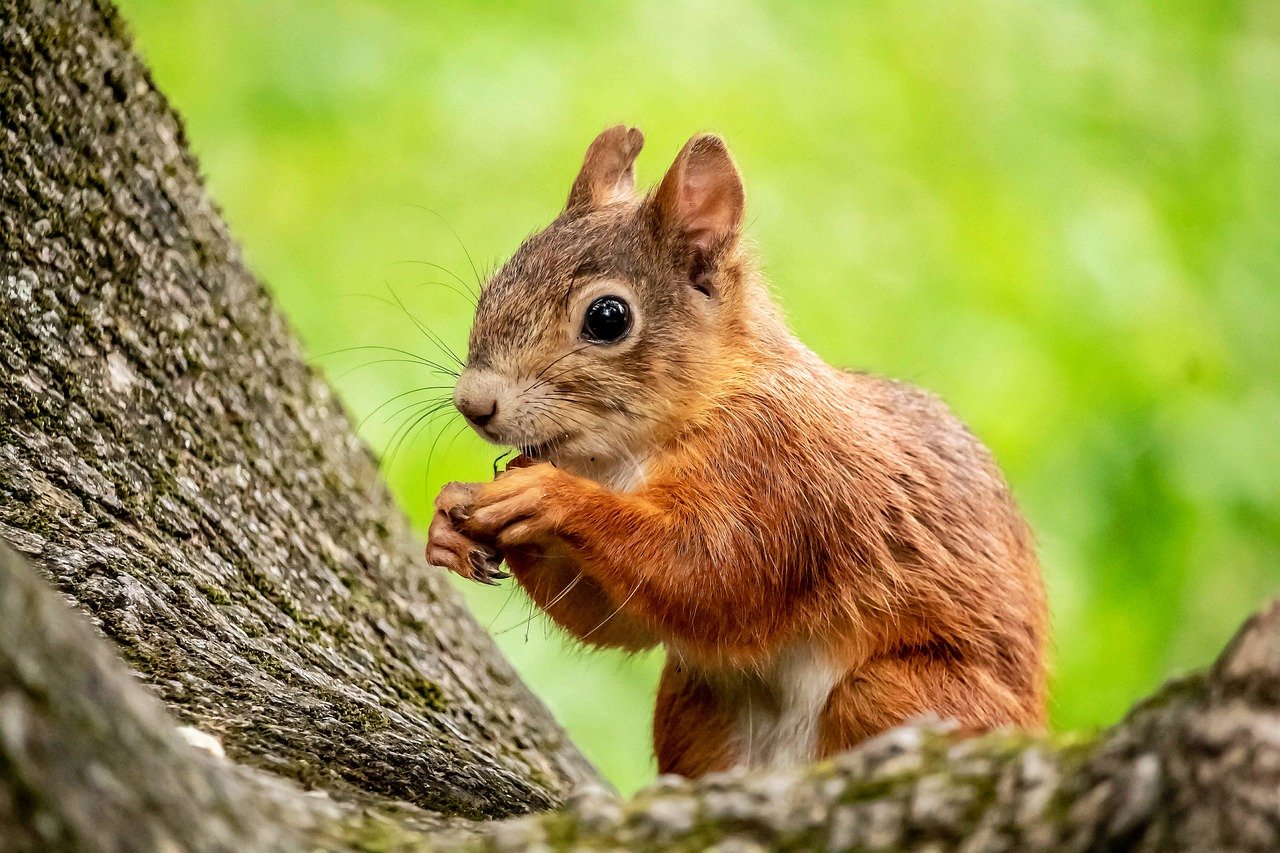 squirrel, nature, desktop backgrounds, wildlife, nature background, 4k wallpaper, 4k wallpaper 1920x1080, animal, nature wallpaper, mac wallpaper, rodent, laptop wallpaper, beautiful nature, mammal, cute, forest, background, wallpaper 4k, wallpaper, beautiful wallpaper, portrait, windows wallpaper, sweet, cool backgrounds, full hd wallpaper, loose, free wallpaper, hd wallpaper, wallpaper hd, eat, free background, snack