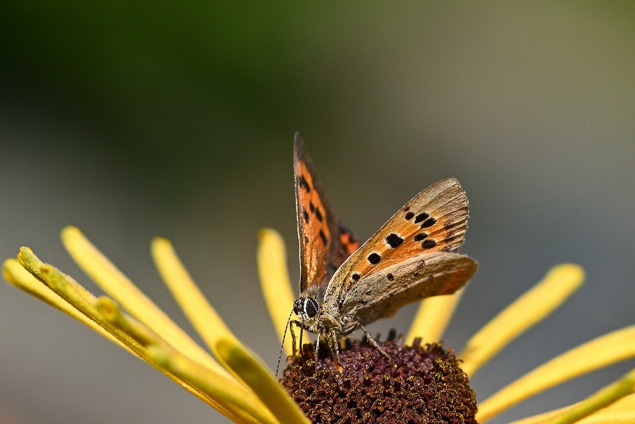 butterfly, small fire butterfly, nature, hd wallpaper, close up, bluish, summer, butterflies, blossom, bloom, flower wallpaper, macro, garden