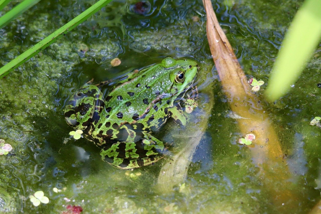 frog, ranidae, pond frog, nature, amphibian, amphibium, lurch, animal, floating, pond