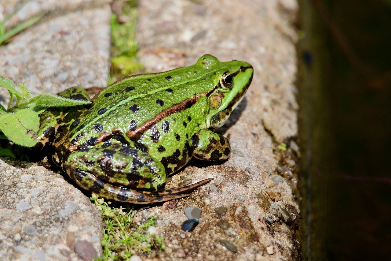 frog, nature, ranidae, pond frog, amphibian, amphibium, lurch, animal