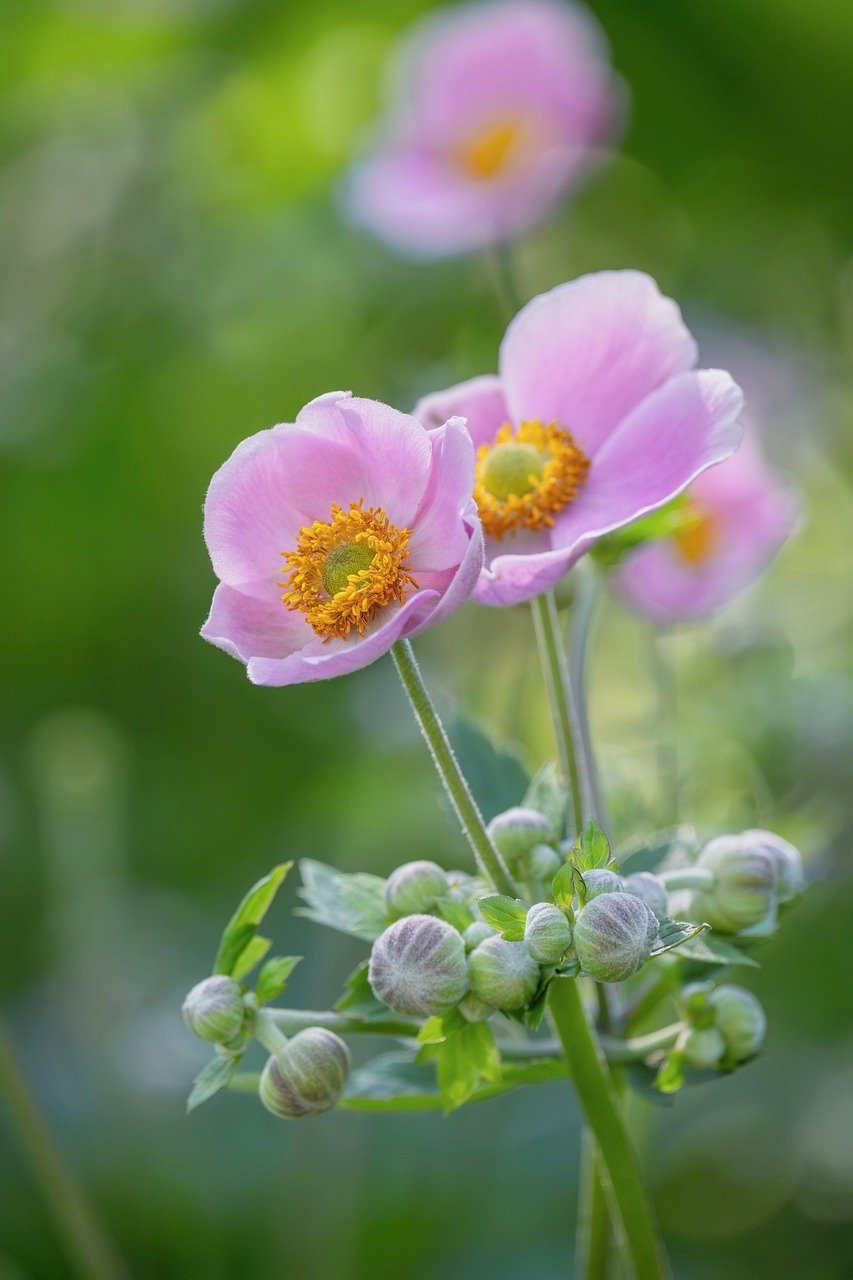 anemone, flower background, flower wallpaper, nature, blossom, bloom, flora, flower, petals, plant, garden, ornamental plant, beautiful flowers, pink