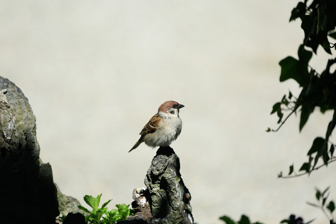 pardal, pássaro, natureza, animais selvagens, plumagem, pássaro canoro, penas, ornitologia, bico, observação de pássaros, fechar-se