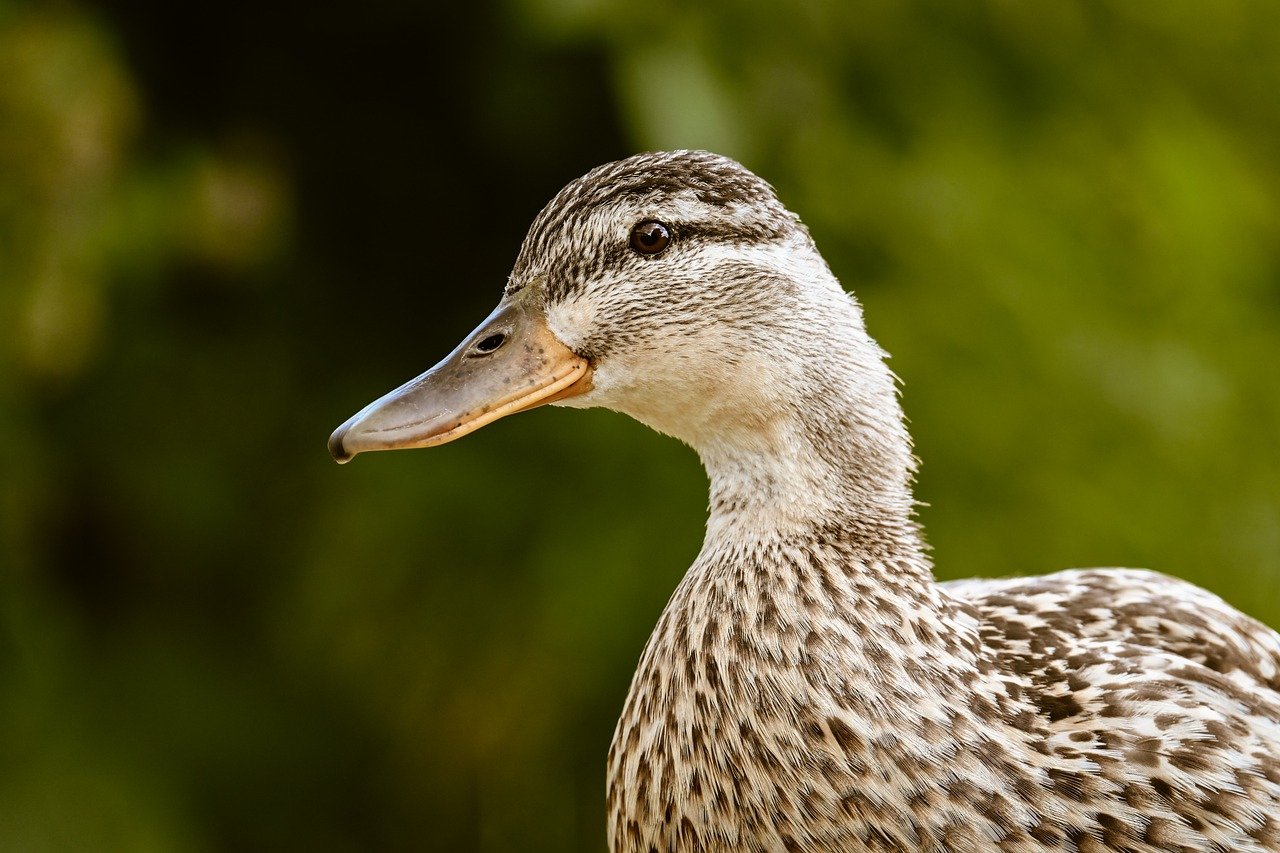 duck, mallard, nature, water bird, bird, animal, plumage, wildlife, ornithology, lake, close up, meadow