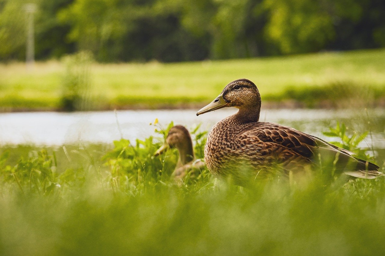 duck, mallard, nature, water bird, bird, animal, plumage, wildlife, ornithology, lake, close up, meadow