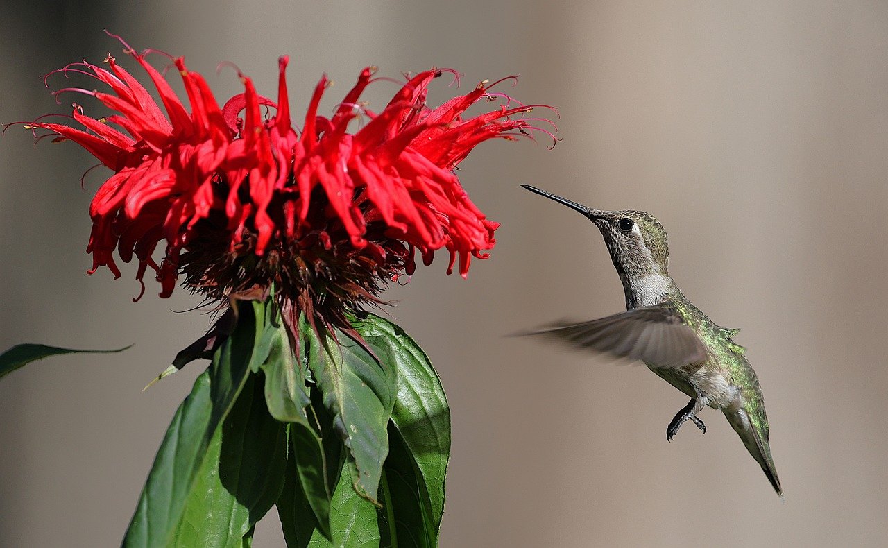 anna's hummingbird, hummingbird, bird, nature, beautiful flowers, wildlife, avian, wings, flower wallpaper, flower background, flowers, garden