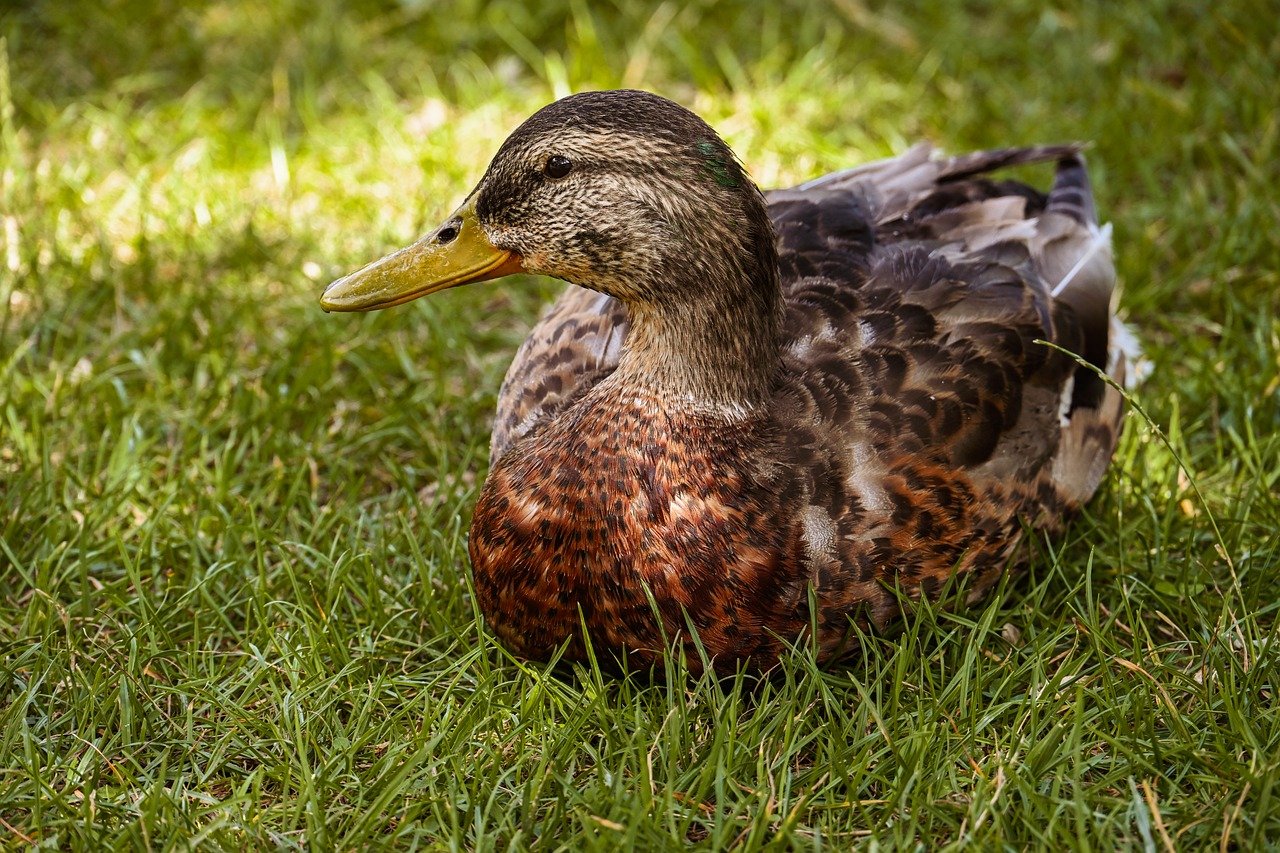 duck, mallard, nature, water bird, bird, animal, plumage, wildlife, ornithology, lake, close up, meadow