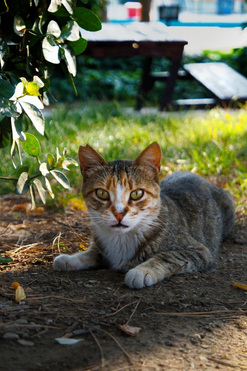 cat, animal, nature, pet, street animal, tabby