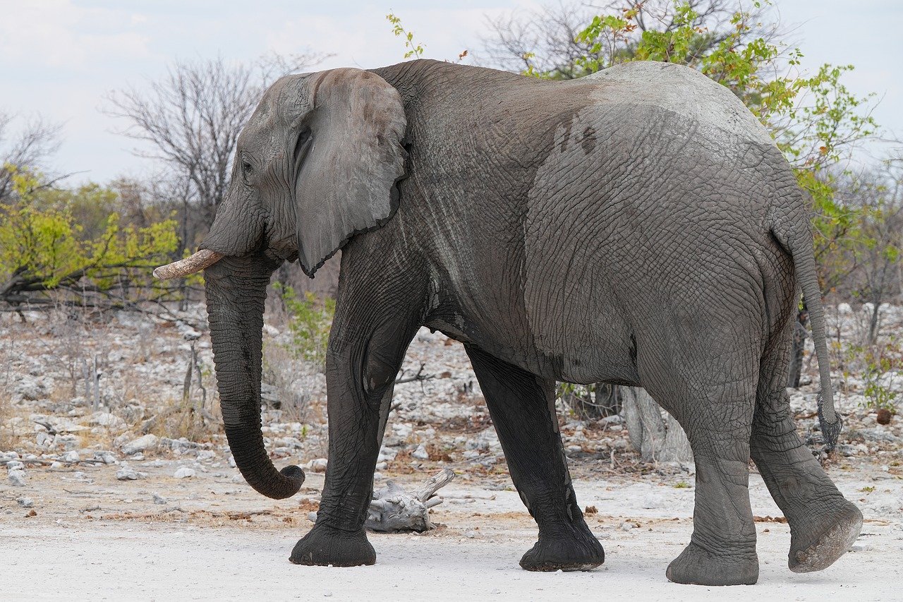 elephant, large, trunk, africa, namibia, etosha, road, nature