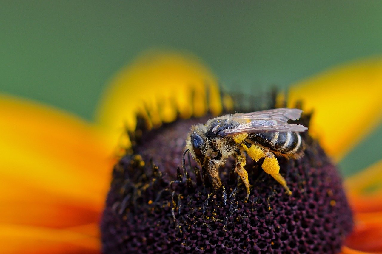 bee, wild bee, close up, garden, pollination, insect, pollen, blossom, hd wallpaper, bloom, coneflower, nature, flower wallpaper, petals
