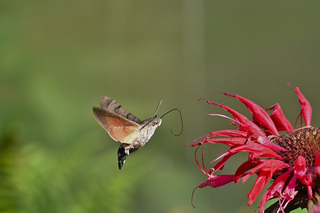 hummingbird hawk moth, moth, indian nettle, insect, garden, blossom, bloom, close up, summer, pollination, hd background, nectar, flying, owls, peregrine butterfly, food
