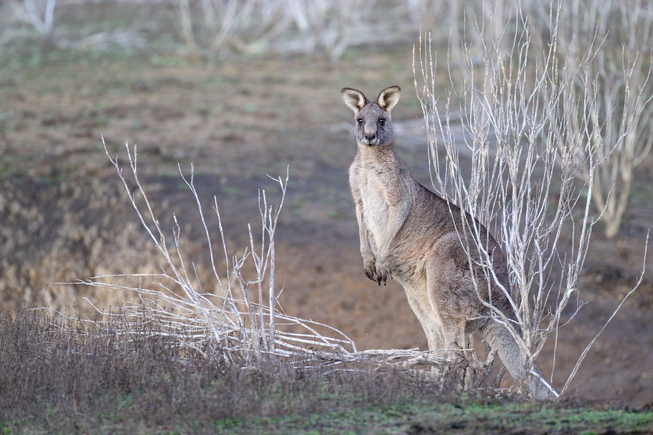 eastern grey kangaroo, kangaroo, wildlife, animal, macropus giganteus, marsupial, mammal, herbivore, fauna, nature, wild, wildlife photography, australia