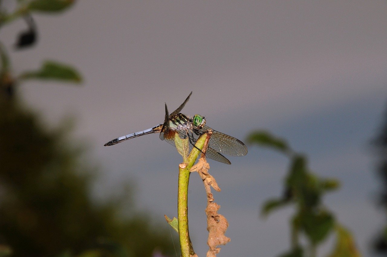dragonfly, insect, nature, wings, entomology