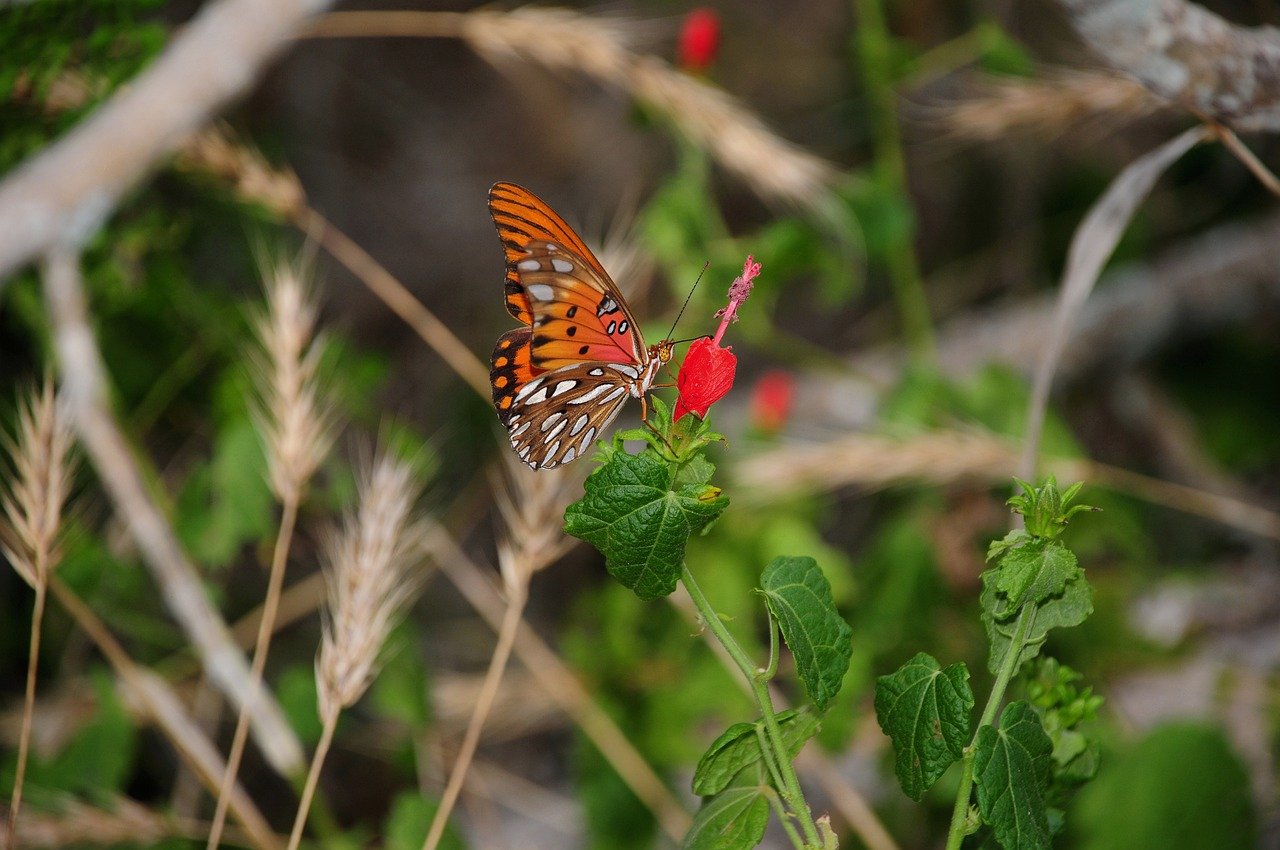 butterfly, nature, insect, bloom, wings, flower