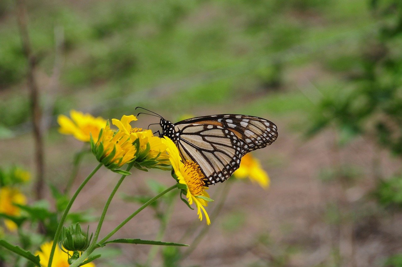 butterfly, nature, insect, flower, pollination, wings