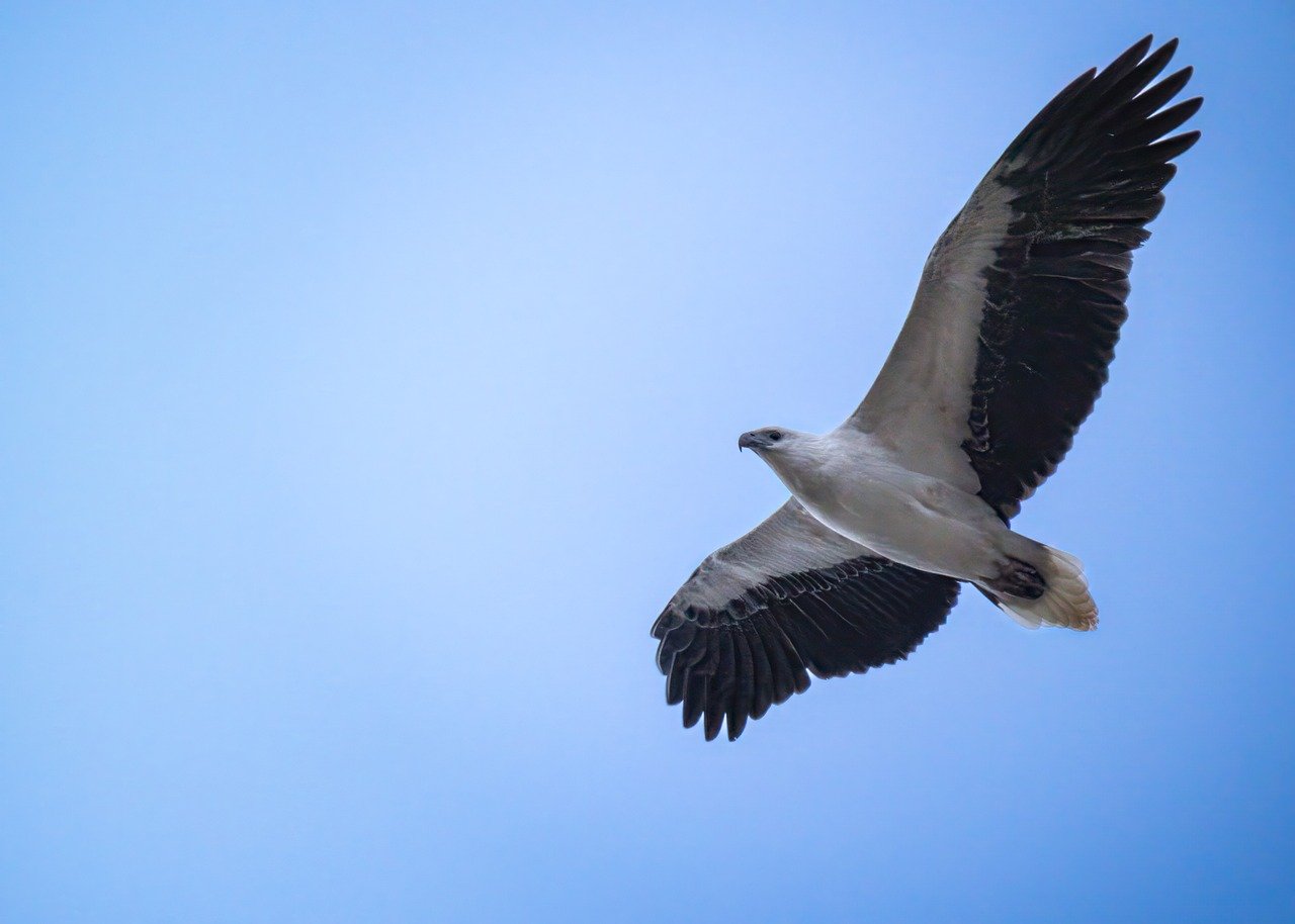 white-bellied sea-eagle, sea-eagle, eagle, raptor, bird, avian, wings, flight, flying, wingspan, sky, nature, wild, wildlife, soar, soaring, freedom, majestic, plumage, feathers, ornithology, animal, icthyophaga leucogaster, australia