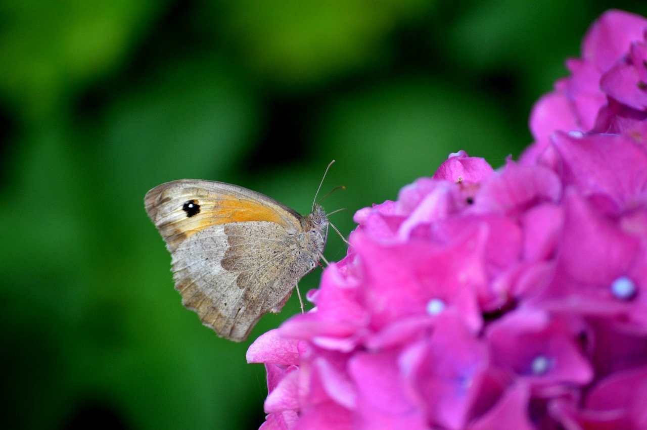 butterfly, big oxeye, insect, entomology, nature, blossom, bloom, hydrangea, flower, animal, nectar, looking for food, flower background, flower wallpaper, edelfalter, foraging, hydrangea flower, beautiful flowers, nature wallpaper