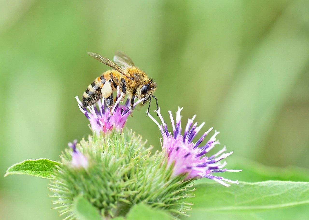 bee, insect, beautiful flowers, pollination, flower, nature, forage, flower background, flower wallpaper, bourdon, macro