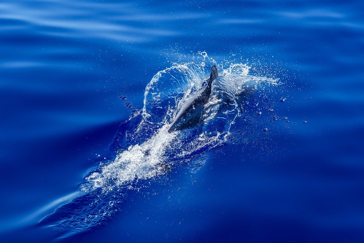 dolphin, water, splash, sea, waves, ocean, move