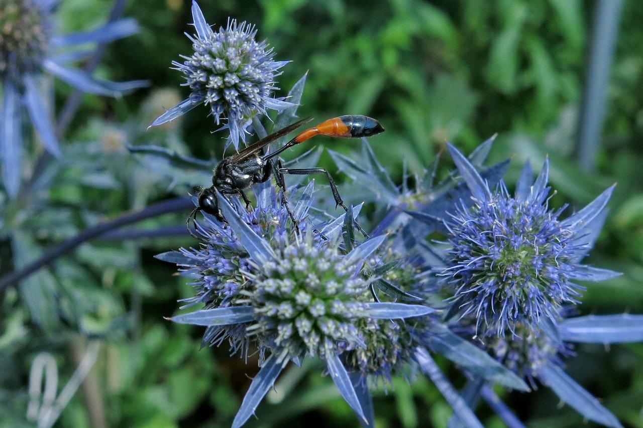 sand wasp, insect, wasp, nature, close up, entomology, digger wasp, thistle, wing, building