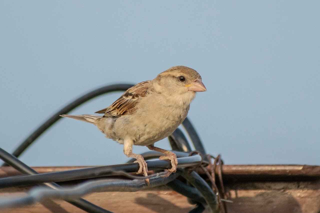 house sparrow, sparrow, bird, animal, nature, wildlife, ornithology, sperling, songbird, plumage, avian, feathers, beak, sitting, perched, fauna, species, birding, passerine