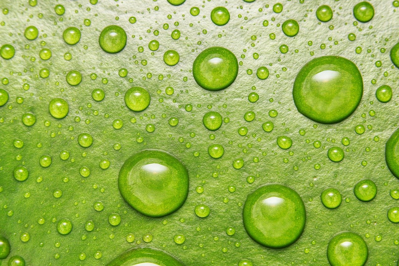 droplets, abstract, closeup, environment, flower wallpaper, fresh, beautiful flowers, green, leaf, macro, natural, plant, rain, raindrop, flora, aquatic, lily, organic, flower background, lilly, flower, water droplets, botanical, nature, bloom, water, lilypad, close