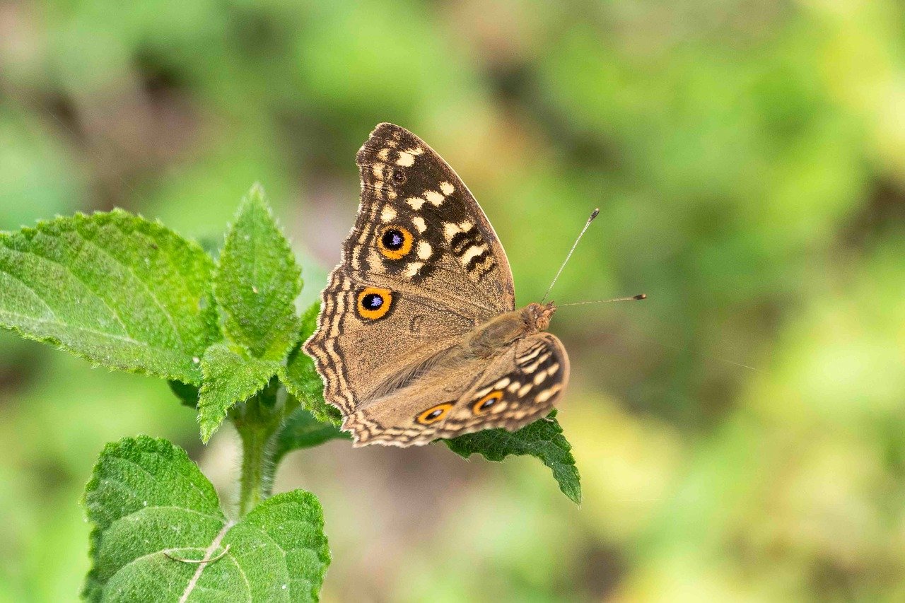 citrónová panenka, junonia lemonias, motýľ, príroda, hmyz, faunu, lepidoptera, leto, opeľovať, opelenie, krídlo, závod, entomológia, voľne žijúce zvieratá