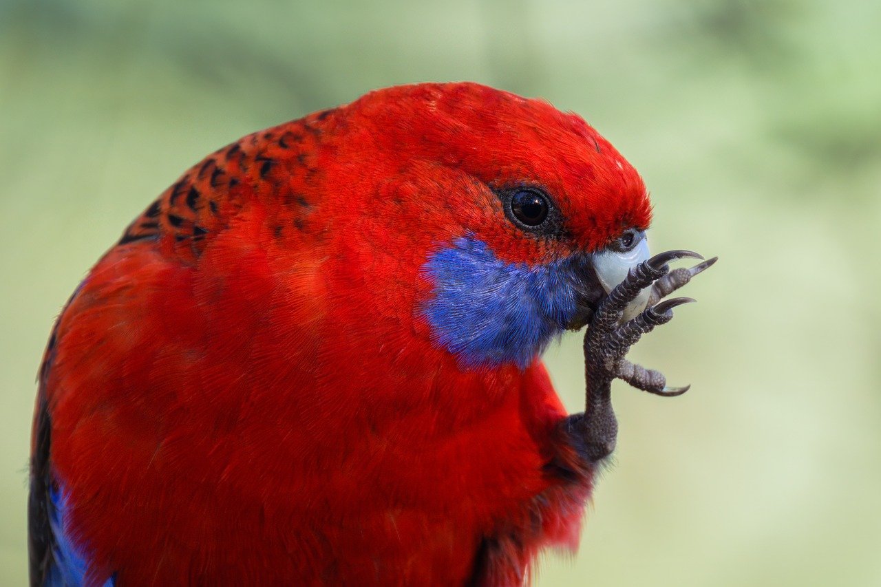 crimson rosella, parrot, bird, animal, rosella, feathers, plumage, wildlife, nature, platycercus elegans, ornithology, avian, birdwatching, red bird, wings, claw, colourful, wild, close up, australia, australian