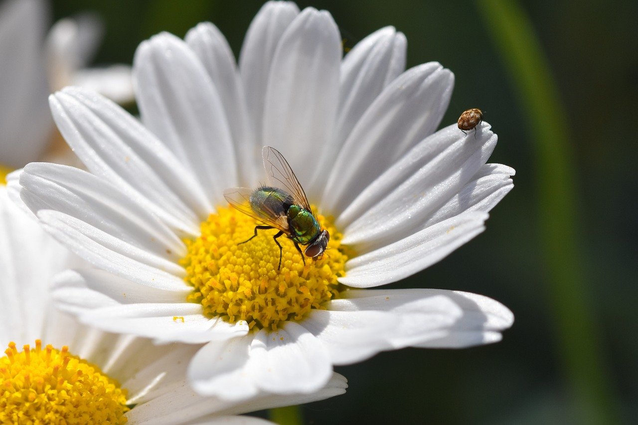 fly, flower, nature, blossom, bloom, flower background, garden, close up, beautiful flowers, flower wallpaper, flora