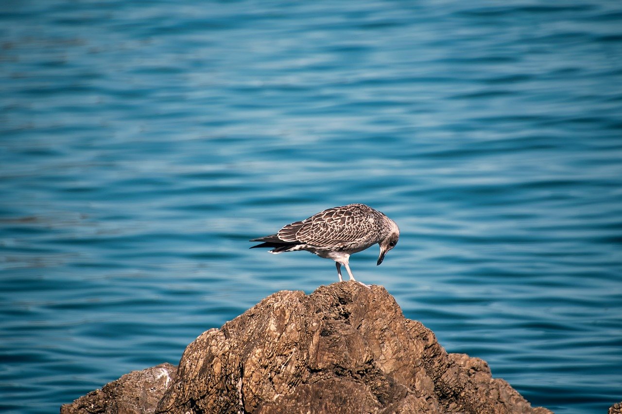 sea, seagull, bird, marina, water, rocks, nature, landscape